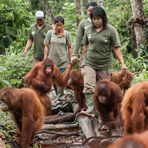 borneo orangutan survival